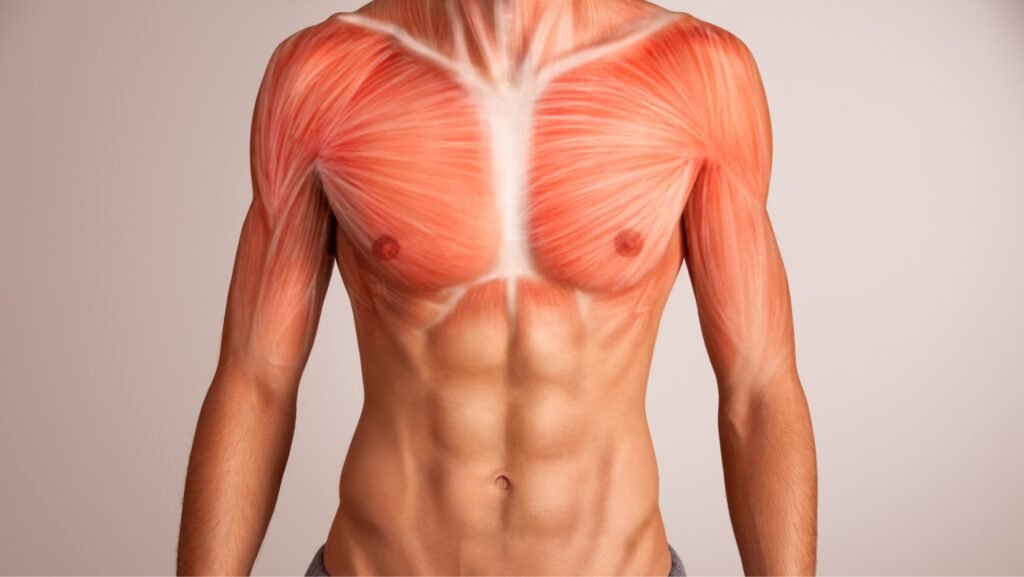 Chest Muscle Anatomy