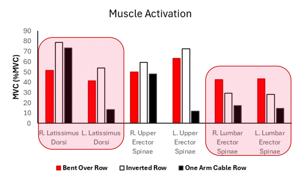 Bent Over Barbell Row MVC